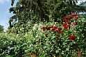 Fiori, Piante, natura_38